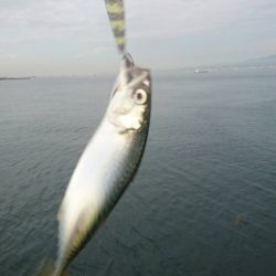 雨上がりの朝は？