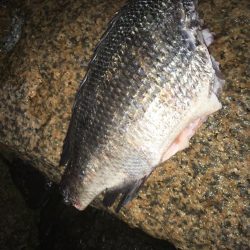 ルアー調査、シーバスは？