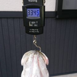 アジングの予定が