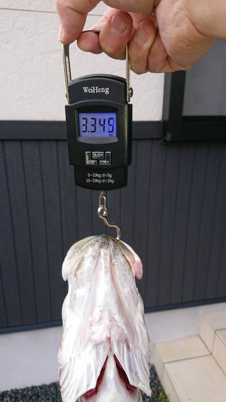 アジングの予定が