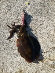 嫁さんとエギング