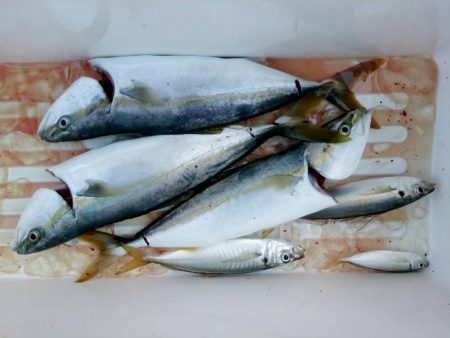 2017/10/27　和歌山美浜　釣船仲政…