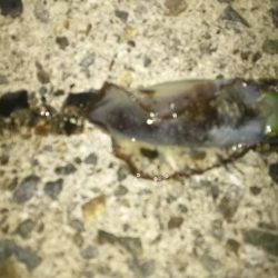 ナイタエギング渋い！