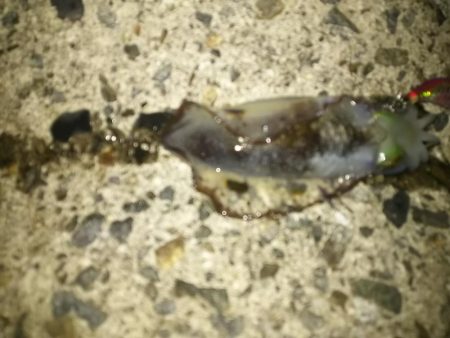 ナイタエギング渋い！