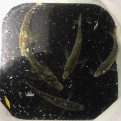 癒やしの豆アジング