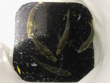 癒やしの豆アジング