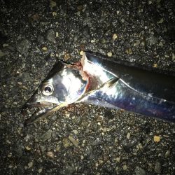 タチウオ専用ロッド