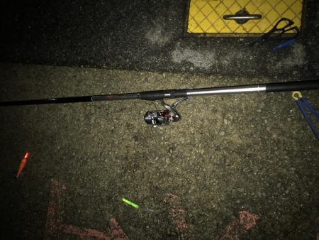 居着きのタチウオ⁇