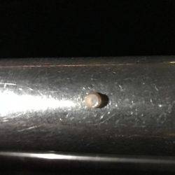 デカイカ求めて