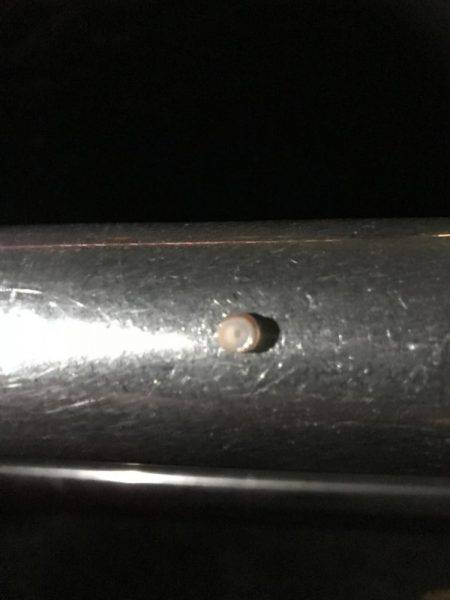 デカイカ求めて