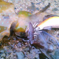 走る～　走る～♪