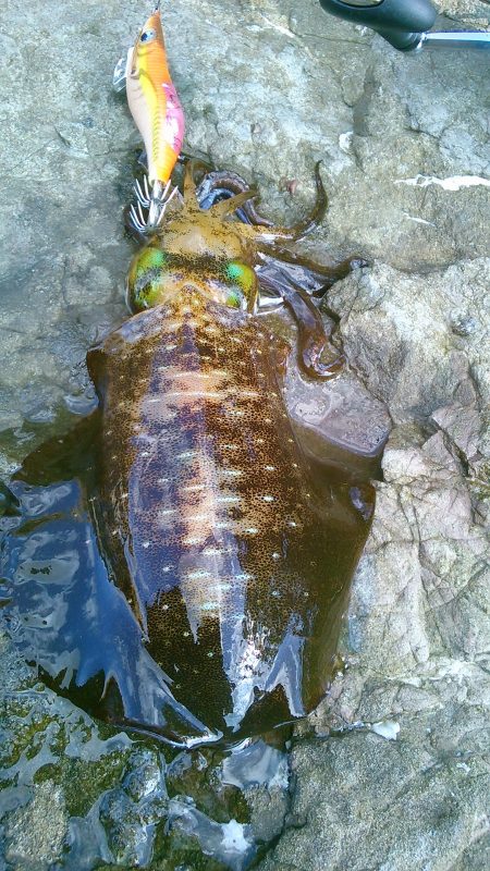 台風後なんとか？