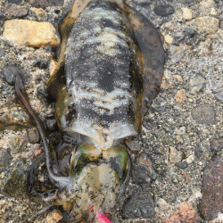 男鹿島秋エギング(2017-5)