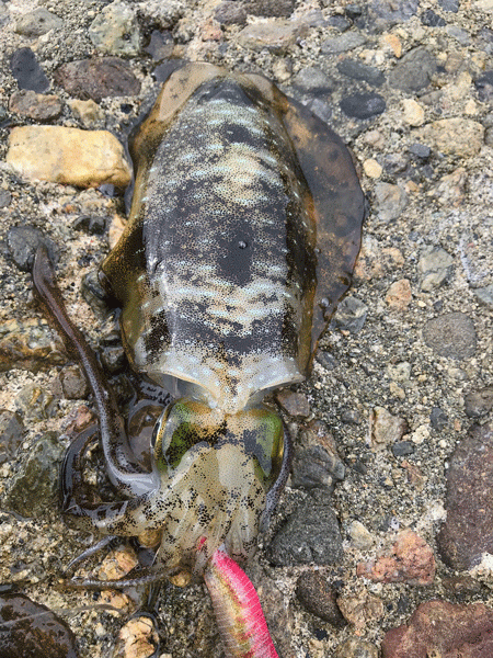 男鹿島秋エギング(2017-5)