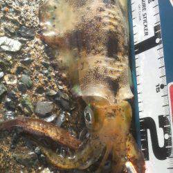 風 時々 アオリ