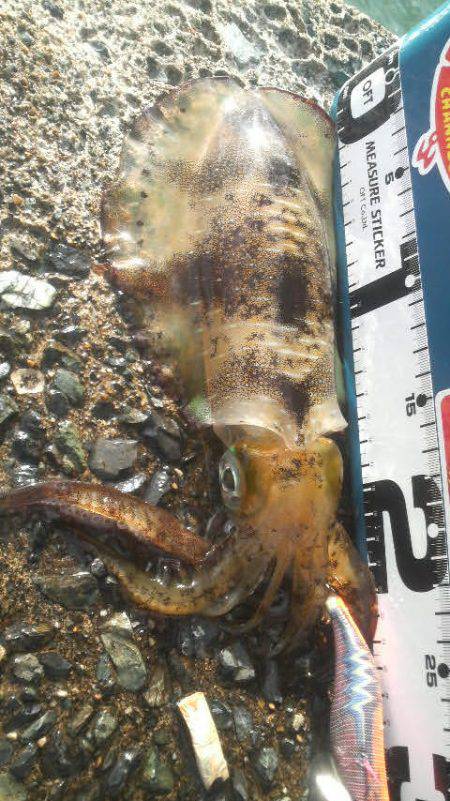 風 時々 アオリ