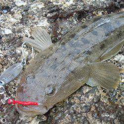 ショアジギングでオオモンハタ、アオハタ、アカエソ、マゴチ