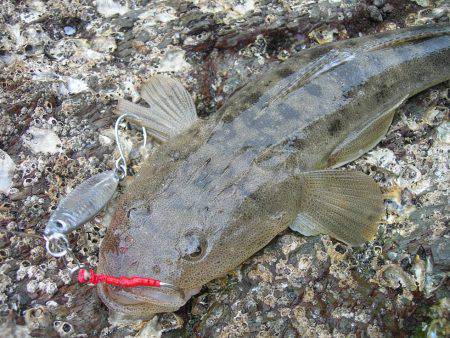 ショアジギングでオオモンハタ、アオハタ、アカエソ、マゴチ