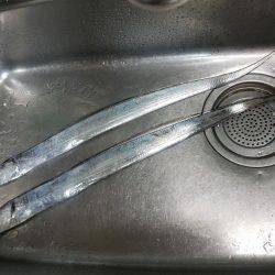 ワインド太刀魚