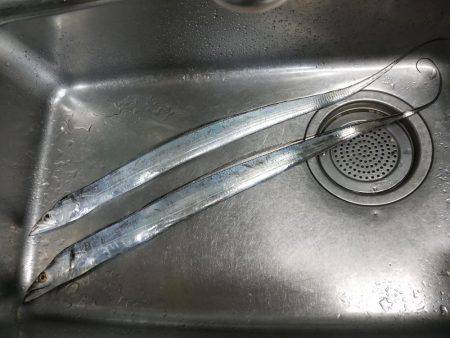 ワインド太刀魚