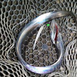 太刀魚は好調のはず