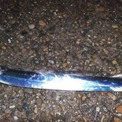 本荘人工島引きずりでタチウオ8匹