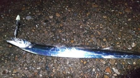 本荘人工島引きずりでタチウオ8匹