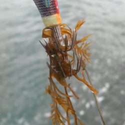 イカがタコ（凧）ように・・・