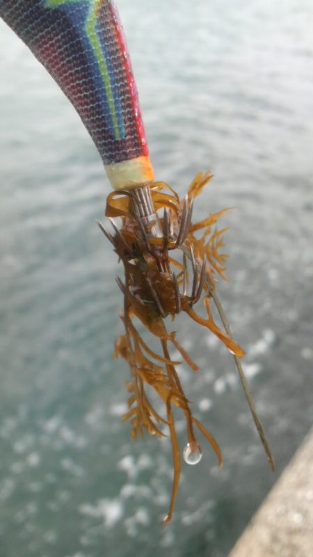 イカがタコ（凧）ように・・・