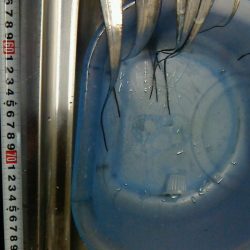 台風前に太刀魚