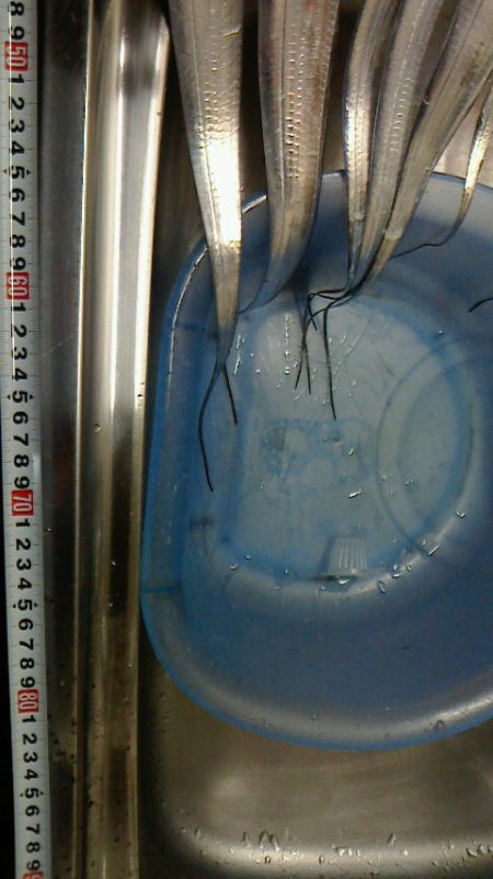 台風前に太刀魚