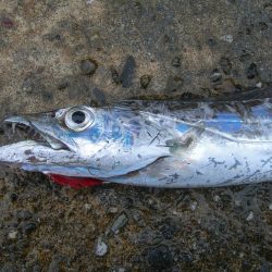 ショアジギングでタチウオ