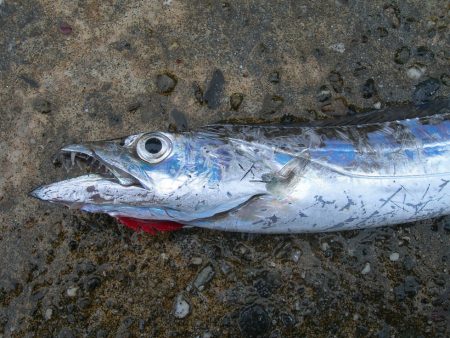 ショアジギングでタチウオ