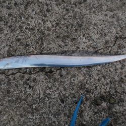 岸和田タチウオ