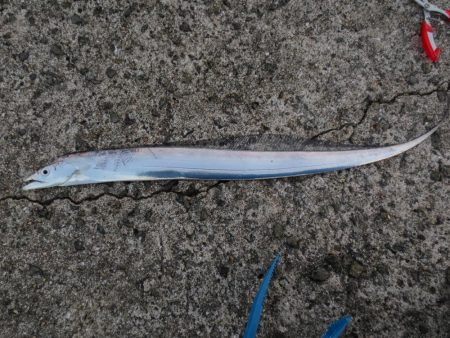 岸和田タチウオ