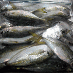 坊勢アジング(2017-14)