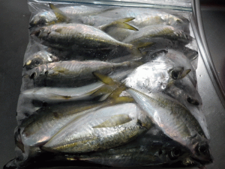 坊勢アジング(2017-14)