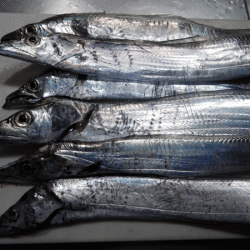 坊勢タチウオ(2017-2)