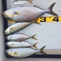 カンパチ、アジ