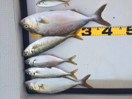 カンパチ、アジ