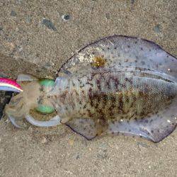 青物の回遊に不安