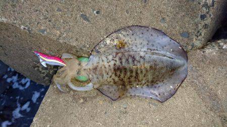 青物の回遊に不安