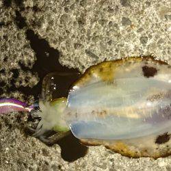 とんでもない爆風の中で