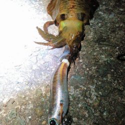 アジ