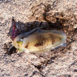 潮が小さいと渋い