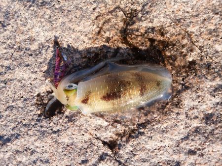 潮が小さいと渋い