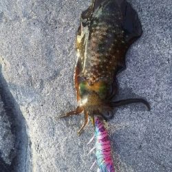 沼島ランガンエギング