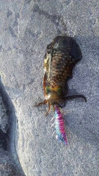 沼島ランガンエギング