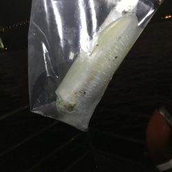 ふたたびデカイカ求めて！