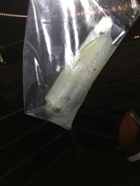 ふたたびデカイカ求めて！